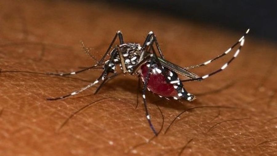 Cuba submergée par une épidémie de chikungunya qui frappe l’ensemble de l’île